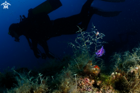 A Homo sapiens and  Flabelina | Diver and nudi