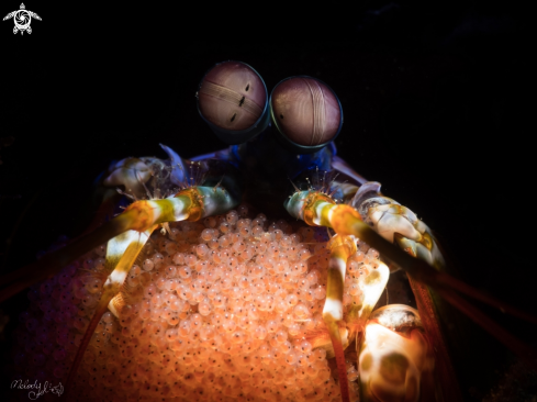 A Mantis Shrimp 