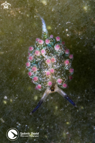 A Costasiella sp  | Sapsucking Slug