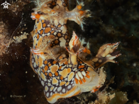 A Bornella anguilla | Bornella anguilla