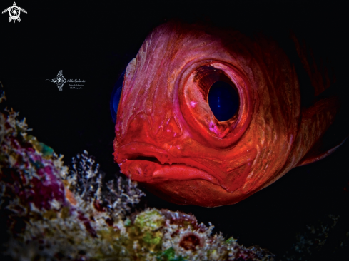 A Myripristis Cuvier, 1829  | The Big Eyed Squirrel Fish 