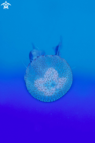 A Jellyfish