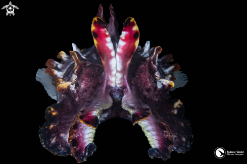 A Metasepia pfefferi | Flamboyant Cuttlefish