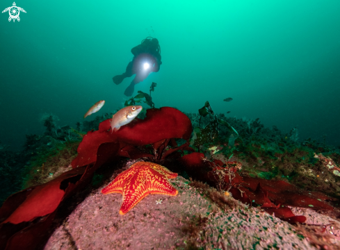 A goldsinny wrasse