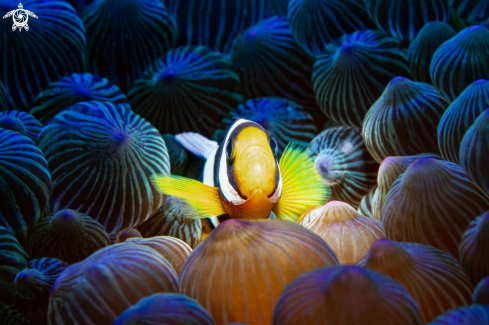 A Anemonefish