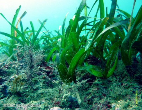 A Posidonia Oceanica | 