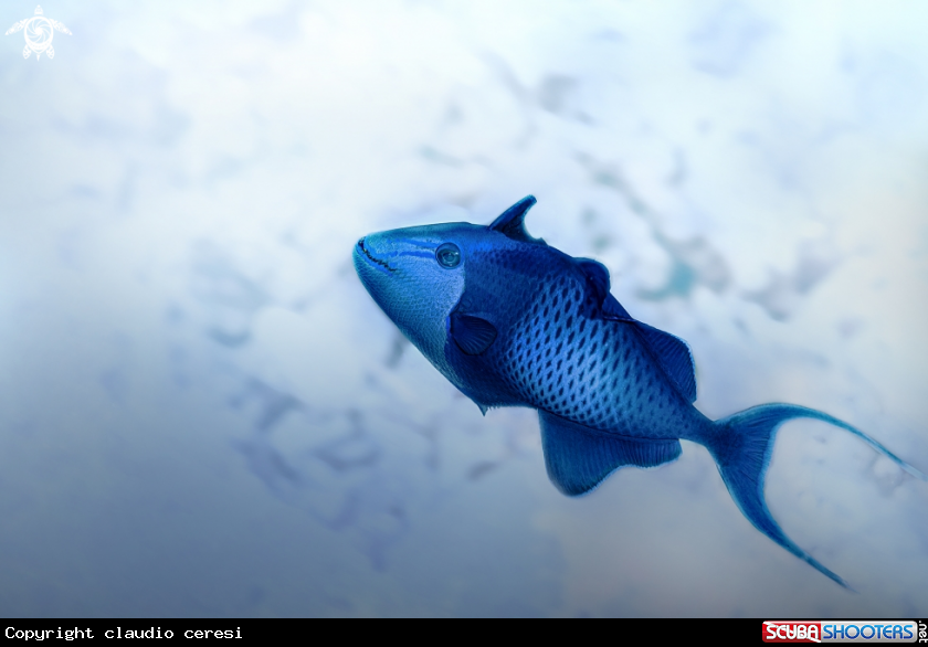 A The Redtoothed triggerfish (Odonus niger)