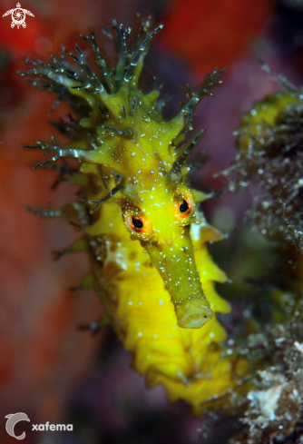 A Hippocampus guttulatus | Seahorse