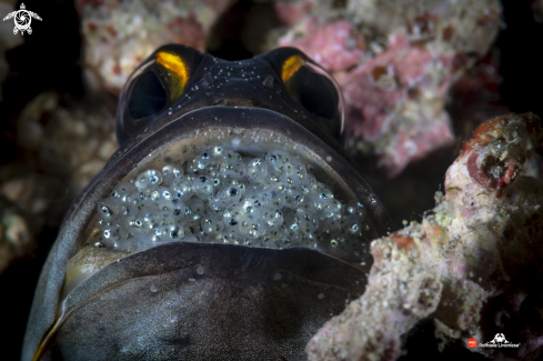 A Jaw fish