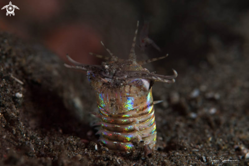 A Bobbit Worm 