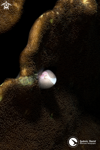 A Calpurnus verrucosus | Black-Spotted Egg Cowrie