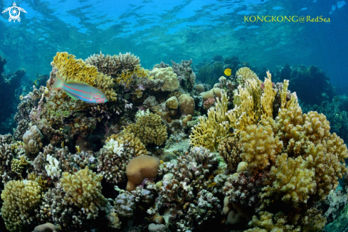 A Shallow Coral Reef