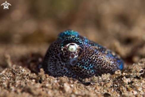 A Bobtail Squid 