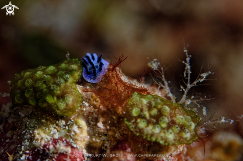 A Phyllidiopsis annae | Nudibranche