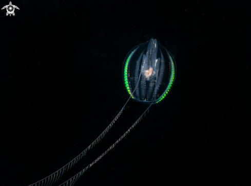 A Sea gooseberry