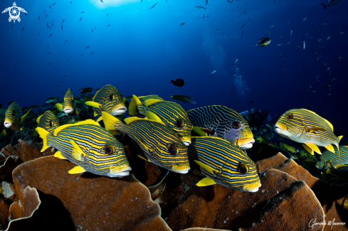 A Plectorhinchus polytaenia | Sweetlips