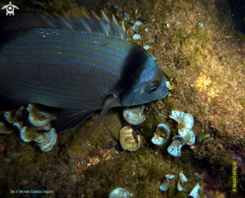 A underwater creature