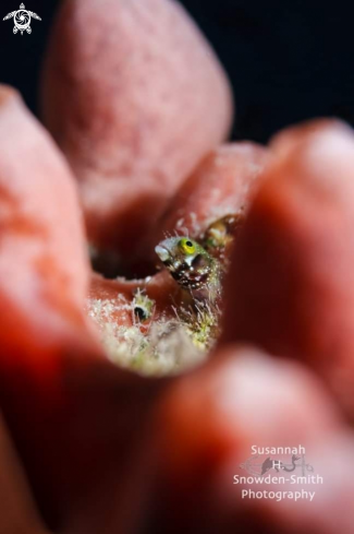 A Secretary Blenny