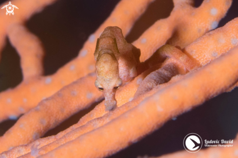 A Denise Pygmy Seahorse