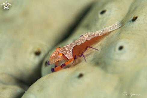 A Emperor Shrimp