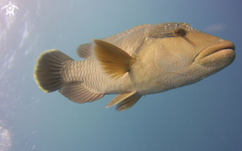 A Maori Wrasse