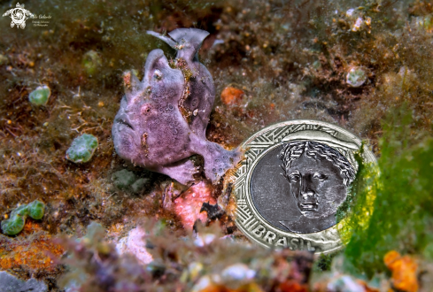 A Antennarius | Frogfish