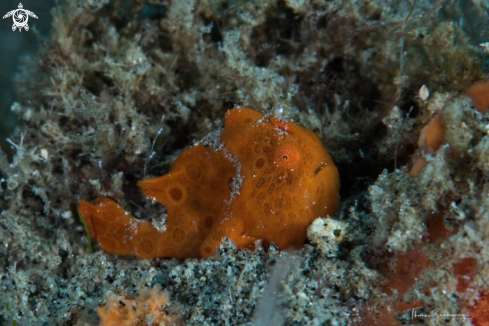 A Frogfish 