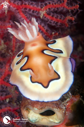 A Goniobranchus coi | Coi's Goniobranchus