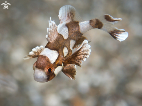 A Plectorhinchus Chaetodonoides | Juvenile Harlequin Sweetlips