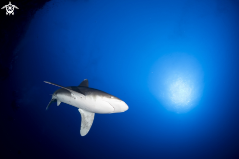 A Longimanus Shark