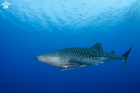 A Whale shark