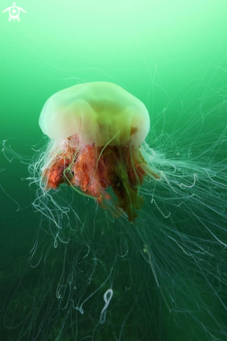 A Lions mane jelly