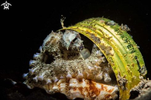 A Coconut octopus