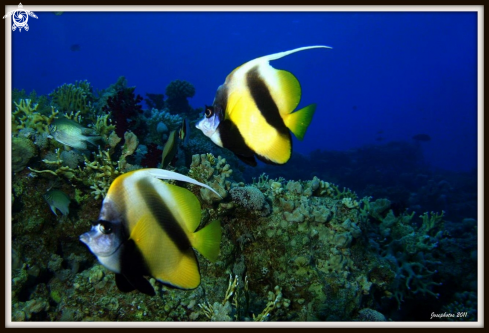 A Zancius cornutus | Moorish idol