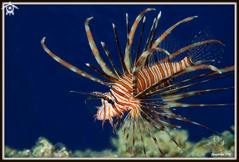 A Pterois miles | Common lionfish