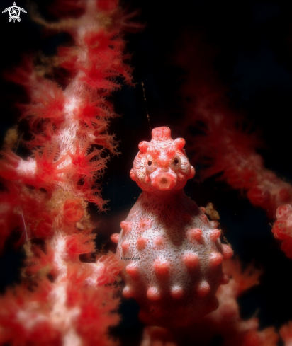 A Hippocampus bargibanti  | Pygmy  Seahorse