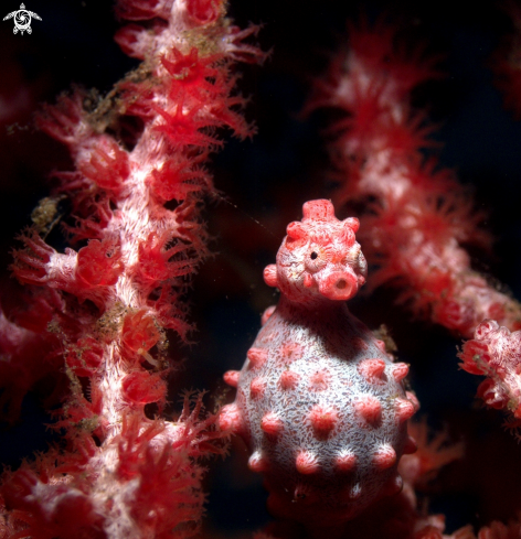 A Pygmy  Seahorse