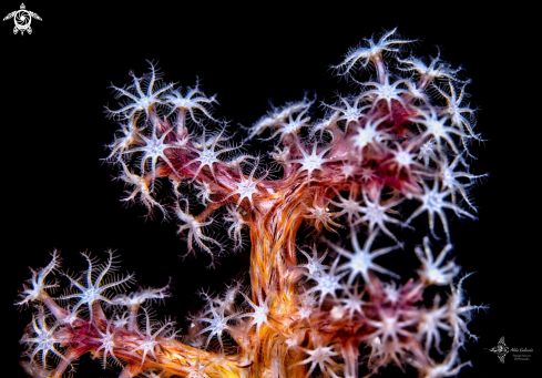 A Soft Coral