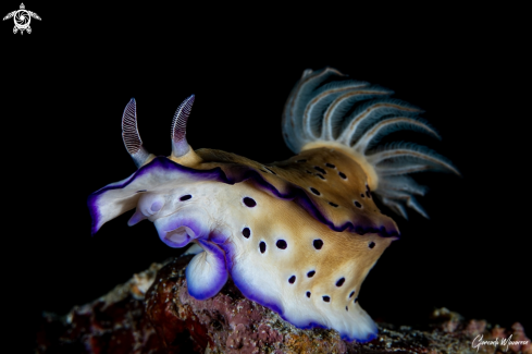 A Hypselodoris tryoni | Nudibranch