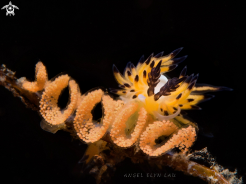 A Nudibranch eating eggs