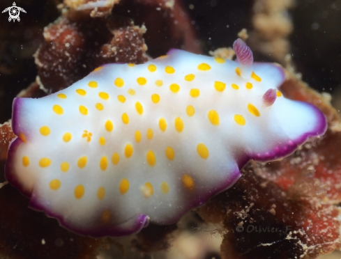 A Hypselodoris pulchella