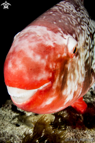 A Parrot Fish