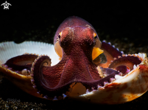 A coconut octopus 