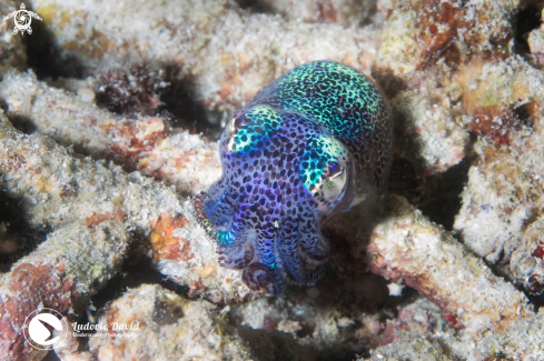 A Berry's Bobtail Squid