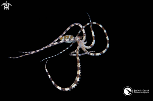 A Wunderpus Octopus