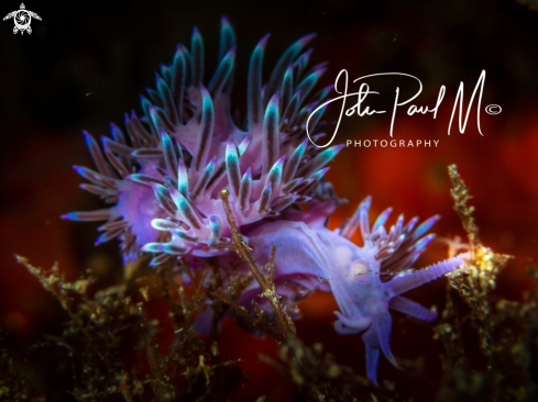 A Flabellina affinis | FLABELLINE MAUVE