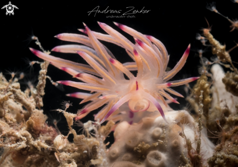 A Flabellina lotos