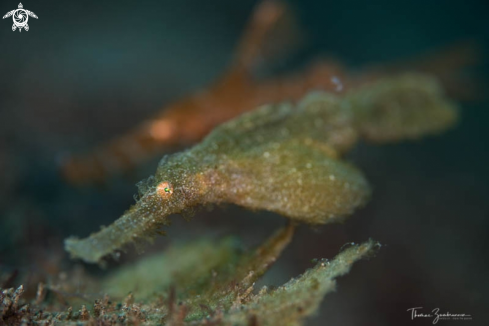 A Ghostpipefish 