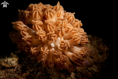 A NUDIBRANCH