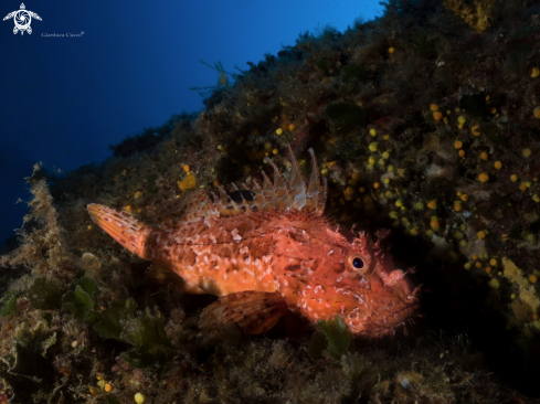 A Scorpionfish,Scorfano rosso.